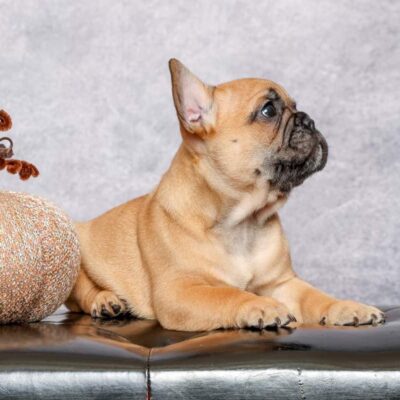 Availa-Bull Puppies & Dogs 21 Red Fawn Frenchie Puppy