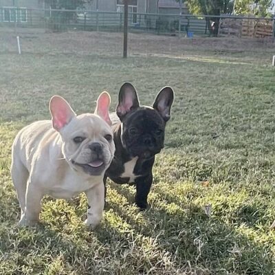 Availa-Bull Puppies & Dogs 26 Cream and Brindle Frenchie Puppies