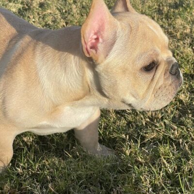 Availa-Bull Puppies & Dogs 28 Cream Frenchie Stud