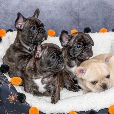 Availa-Bull Puppies & Dogs 24 Cream and Brindle Frenchie Puppies