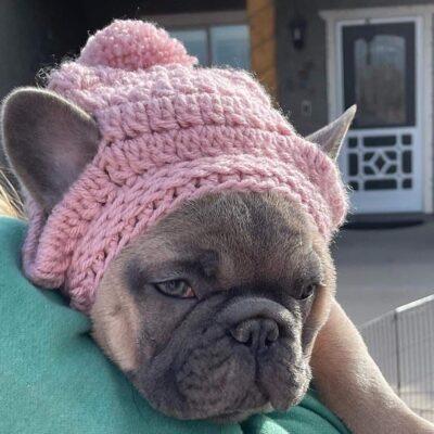 Females 12 Frenchie Puppy