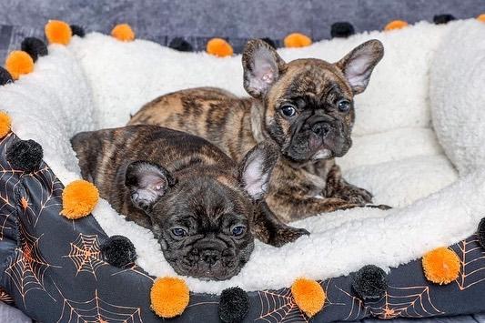 Availa-Bull Puppies & Dogs 38 Reverse Brindle Frenchie Puppy
