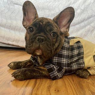 Availa-Bull Puppies & Dogs 29 Brindle Frenchie Puppy