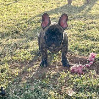 Availa-Bull Puppies & Dogs 36 Reverse Brindle Frenchie Puppy