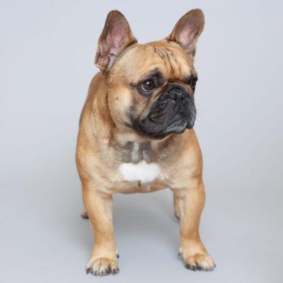 Red Stud Frenchie