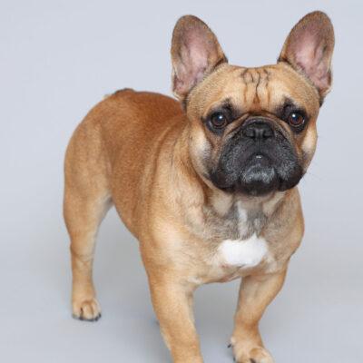 Red French Bulldog