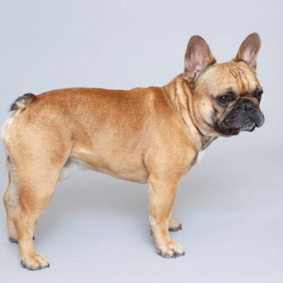 Frenchie Stud
