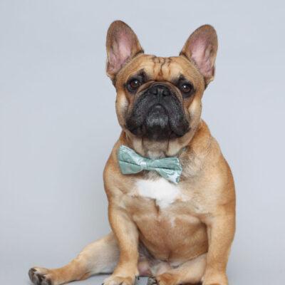 French bulldog