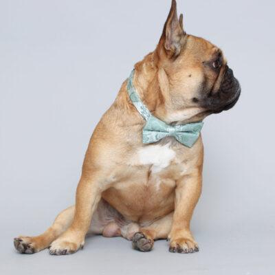 Frenchie Red Fawn Stud