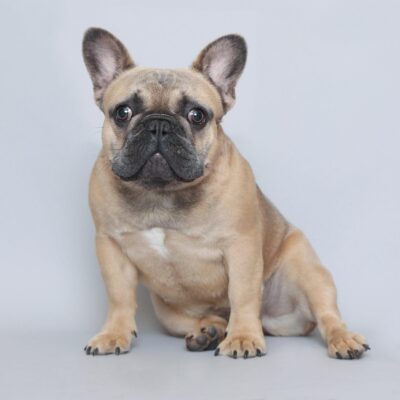 Females 14 Blue Fawn French Bulldog