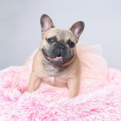 Females 11 Female Frenchie