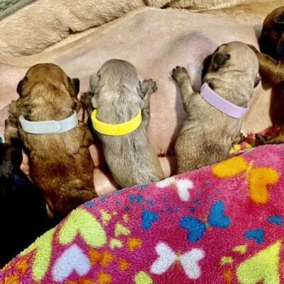 Availa-Bull Puppies & Dogs 32 Frenchie Puppies