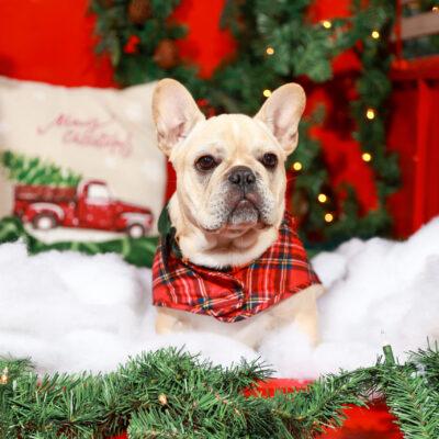 Availa-Bull Puppies & Dogs 31 Frenchie Stud Puppy