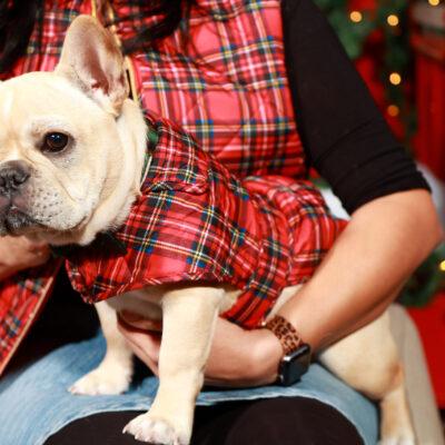 Availa-Bull Puppies & Dogs 34 Frenchie Stud Puppy