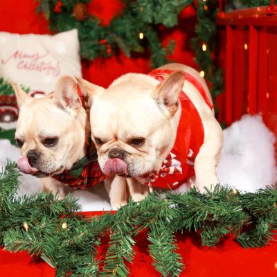 Availa-Bull Puppies & Dogs 37 Frenchie Stud Puppy