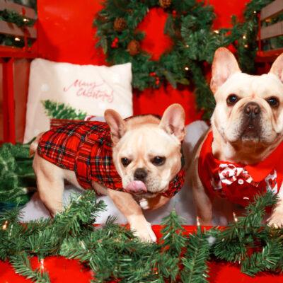 Availa-Bull Puppies & Dogs 39 Legend and Frisco - Cream Frenchie Studs