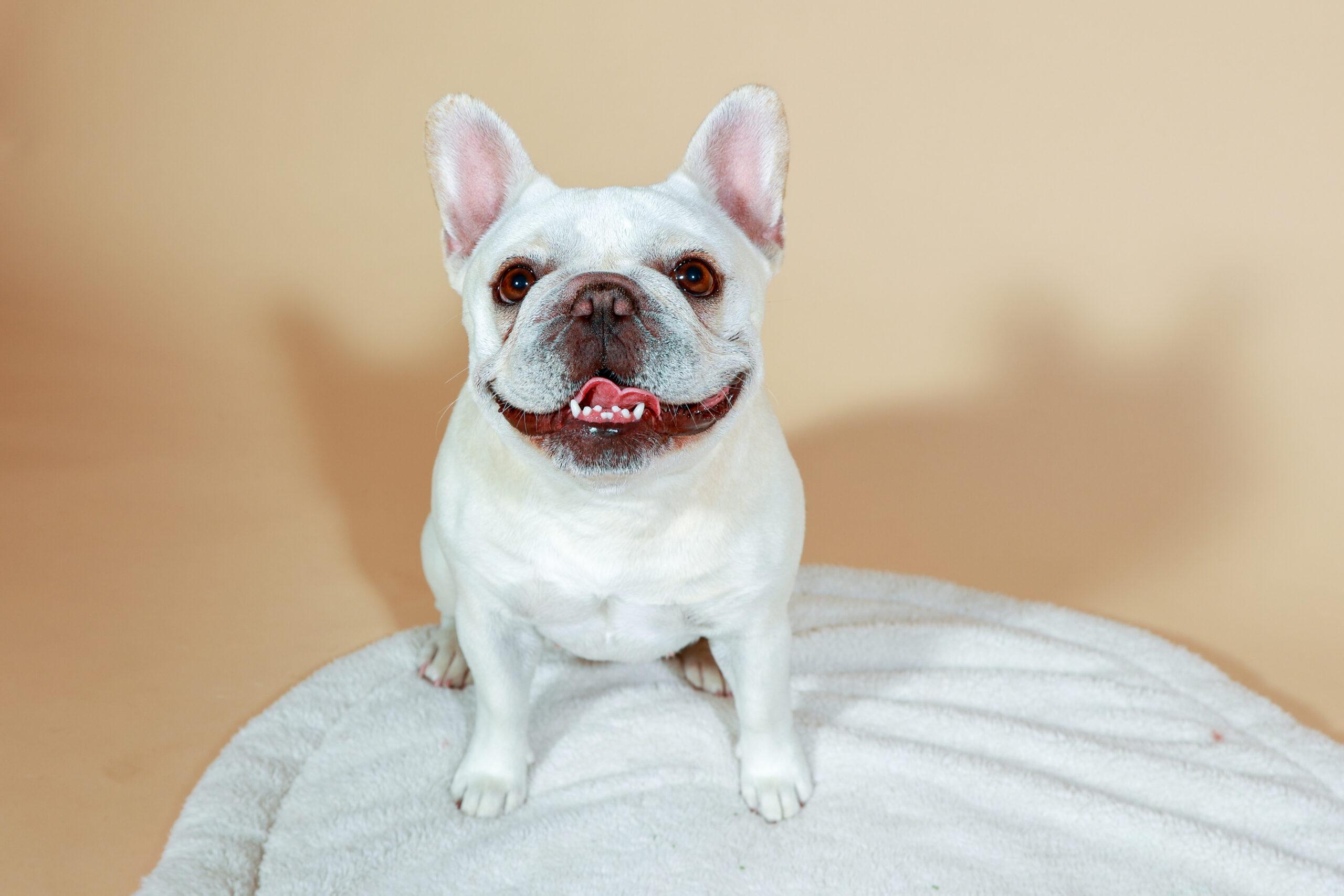 Availa-Bull Puppies & Dogs 4