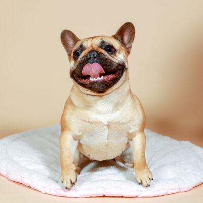 Availa-Bull Puppies & Dogs 7 AKC Red Fawn Frenchie