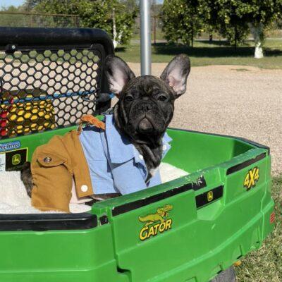 Availa-Bull Puppies & Dogs 23 Brindle Frenchie Puppy