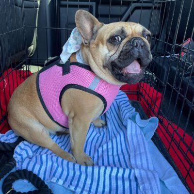 Availa-Bull Puppies & Dogs 5 Jovie - Red Fawn Frenchie