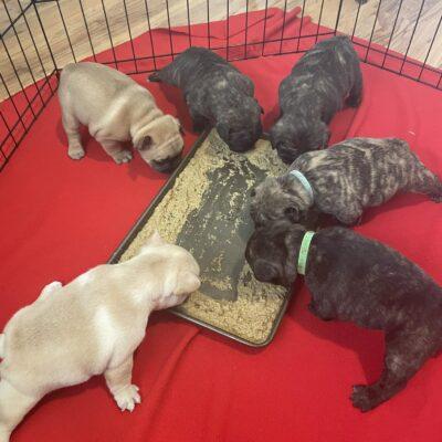 Availa-Bull Puppies & Dogs 33