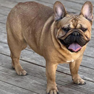 Red French Bulldog Stud