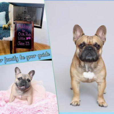 Blue Fawn Frenchie Puppies