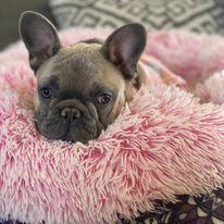 Females 15 French Bulldog Puppies