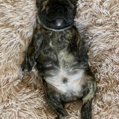 Availa-Bull Puppies & Dogs 40 Brindle Frenchie Puppy