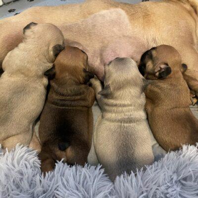 Availa-Bull Puppies & Dogs 43 French Bulldog Puppies