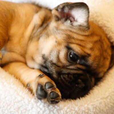 Availa-Bull Puppies & Dogs 42 Red Fawn French Bulldog Puppy