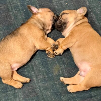 Availa-Bull Puppies & Dogs 41 Red Fawn Stud Frenchie Puppy