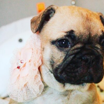 Availa-Bull Puppies & Dogs 30 Blue Fawn Female Frenchie Puppy