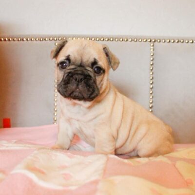 Availa-Bull Puppies & Dogs 35 Blue Fawn Female Frenchie Puppy