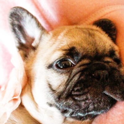 Availa-Bull Puppies & Dogs 27 Blue Fawn Female Frenchie Puppy