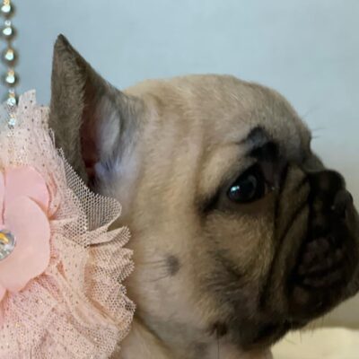 Availa-Bull Puppies & Dogs 18 Blue Fawn Female Frenchie Puppy