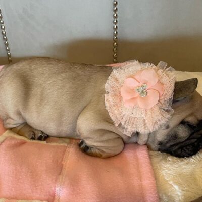 Availa-Bull Puppies & Dogs 25 Blue Fawn Female Frenchie Puppy
