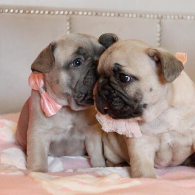 Availa-Bull Puppies & Dogs 22 Blue Fawn French Bulldog Puppies