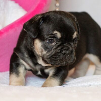 Availa-Bull Puppies & Dogs 20 Black and Tan French Bulldog Puppy