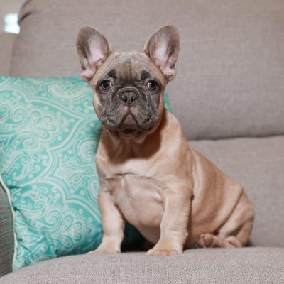 Availa-Bull Puppies & Dogs 16 Blue Fawn French Bulldog