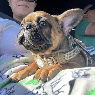 Availa-Bull Puppies & Dogs 19 Red Fawn French Bulldog