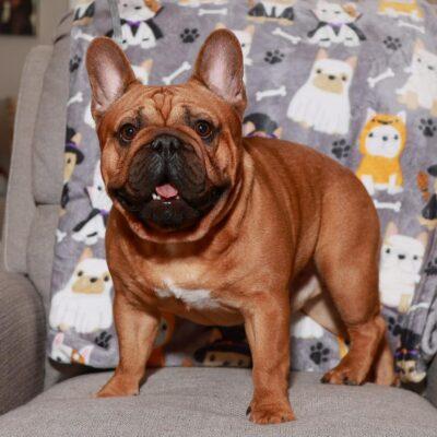 French Bulldog Stud