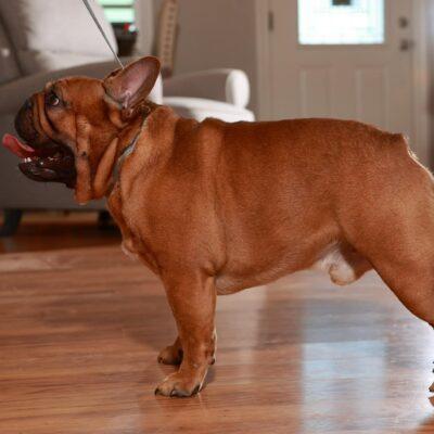 Frenchie