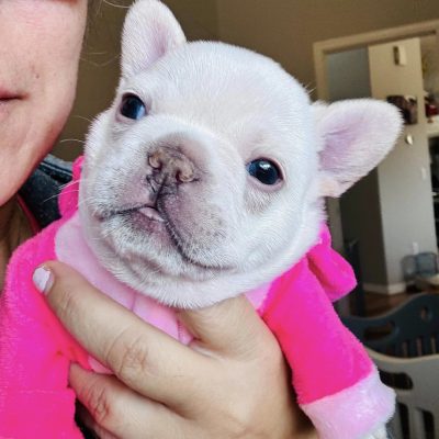 Availa-Bull Puppies & Dogs 17 AKC Cream Female French Bulldog