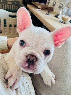 Availa-Bull Puppies & Dogs 15 AKC Female French Bulldog Puppy