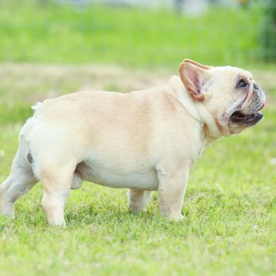 AKC Cream Stud French Bulldog