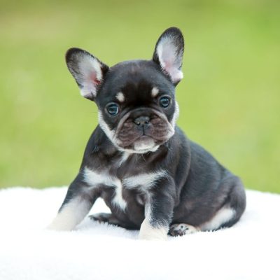 Availa-Bull Puppies & Dogs 13 Black and Tan Female French Bulldog