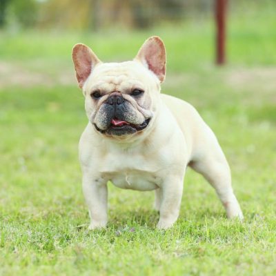 Stud - AKC Frenchie