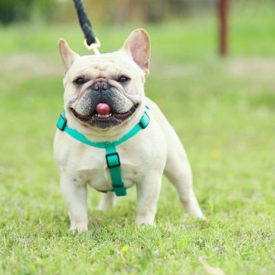 French Bulldog Stud