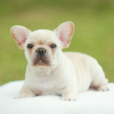 Availa-Bull Puppies & Dogs 14 Denali Cream - Male Frenchie Puppy